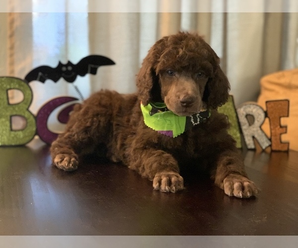 Medium Photo #1  Breeder Profile in FERNLEY, NV, USA