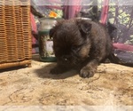 Small #9 Breeder Profile image