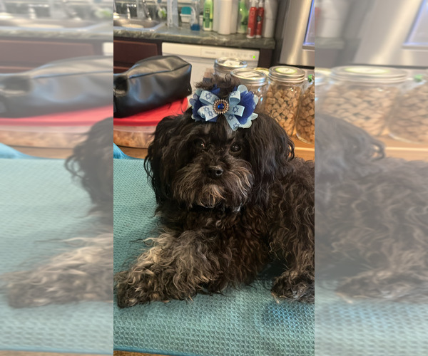 Medium Photo #5  Breeder Profile in PHOENIX, AZ, USA