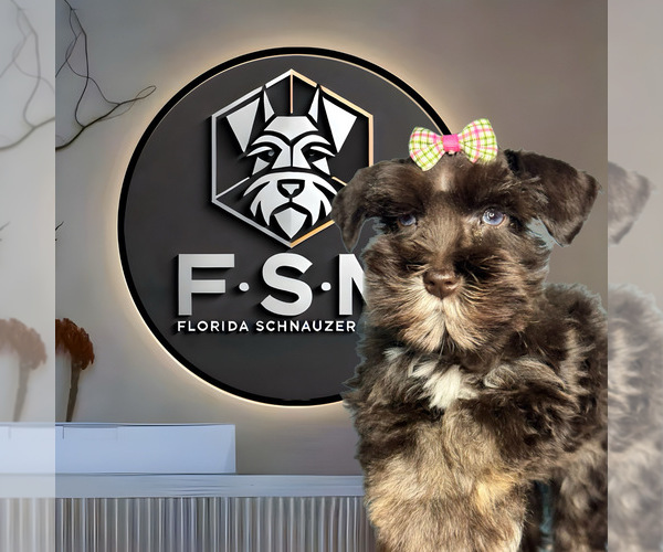 Medium Photo #26  Breeder Profile in KISSIMMEE, FL, USA