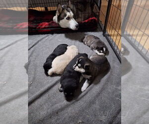 Pomsky Dog Breeder near INDEPENDENCE, KS, USA
