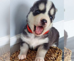 Small breeder photo