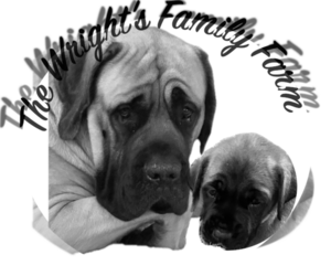 Mastiff Dog Breeder near OLATHE, KS, USA