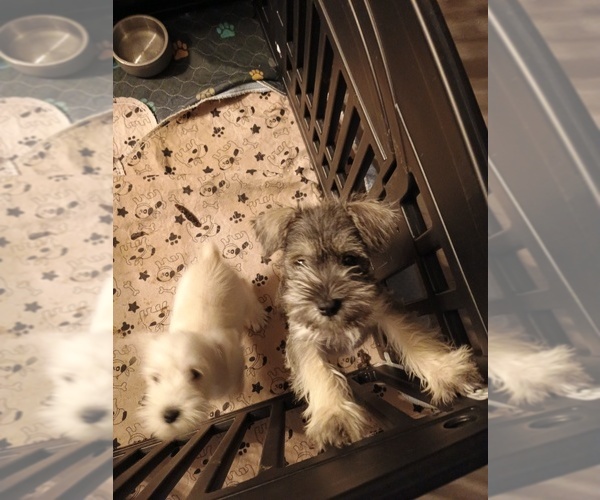 Medium Photo #1  Breeder Profile in AVONDALE, CO, USA