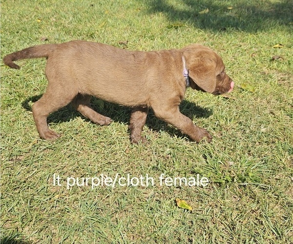 Medium Photo #8  Breeder Profile in Cordele, GA, USA