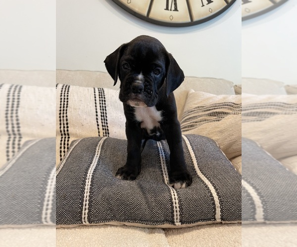Medium Photo #8  Breeder Profile in MIAMI, FL, USA
