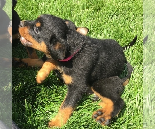 Medium Photo #69  Breeder Profile in OAK GLEN, CA, USA