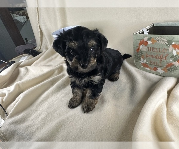 Medium Photo #26  Breeder Profile in ROCK HILL, SC, USA