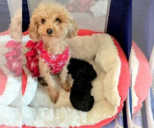 Poodle (Toy) Dog Breeder near SILER CITY, NC, USA