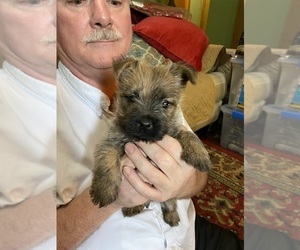 Cairn Terrier Dog Breeder near ROCKFORD, IL, USA