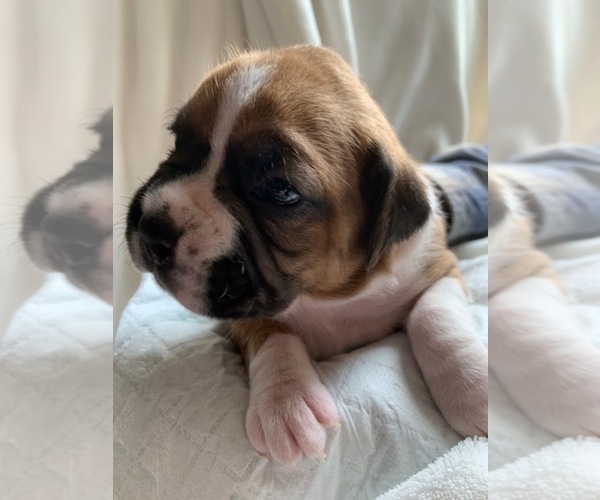 Medium Photo #2  Breeder Profile in FAIRFIELD, CA, USA