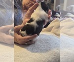 Small #26 Breeder Profile image