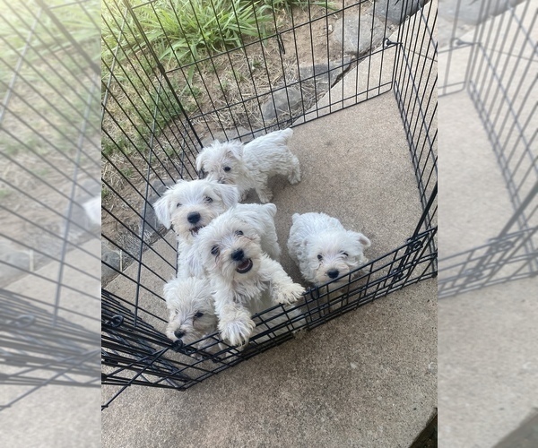 Medium Photo #1  Breeder Profile in WAURIKA, OK, USA