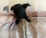 Small breeder photo