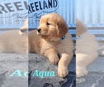 Small #13 Breeder Profile image