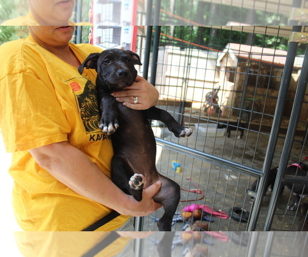 Medium Photo #1  Breeder Profile in DURHAM, NC, USA