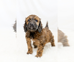 Small #25 Breeder Profile image