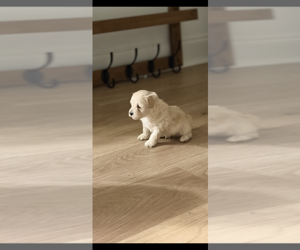 Medium Photo #1  Breeder Profile in MONTEGUT, LA, USA