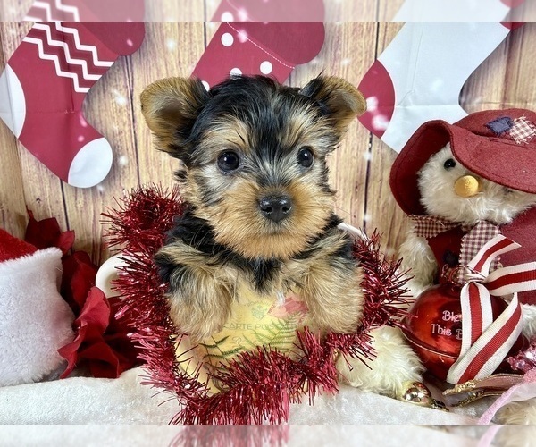 Medium Photo #3  Breeder Profile in CASSVILLE, MO, USA