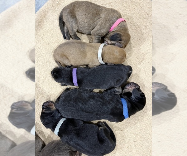 Medium Photo #1  Breeder Profile in CARLISLE, KY, USA