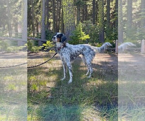 English Setter Dog Breeder near DAYTON, NV, USA