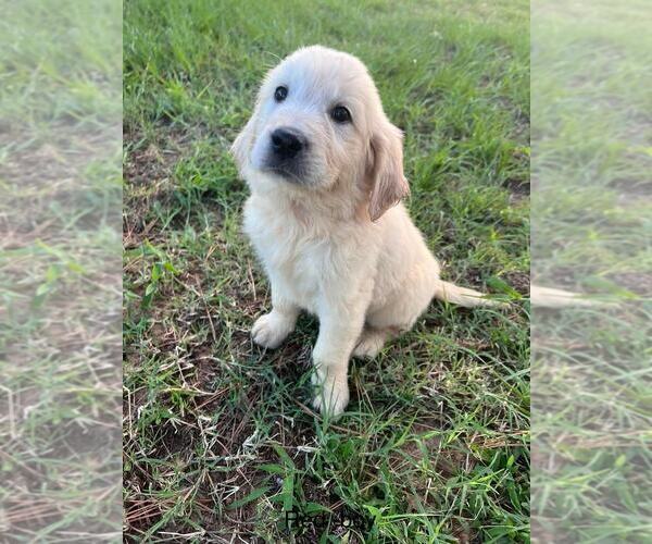 Medium Photo #1  Breeder Profile in ARDMORE, OK, USA