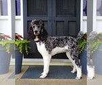 Small breeder photo