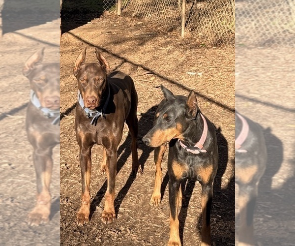 Medium Photo #1  Breeder Profile in HUNTSVILLE, AL, USA