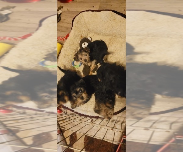Medium Photo #171  Breeder Profile in AKRON, OH, USA