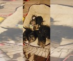 Small #170 Breeder Profile image
