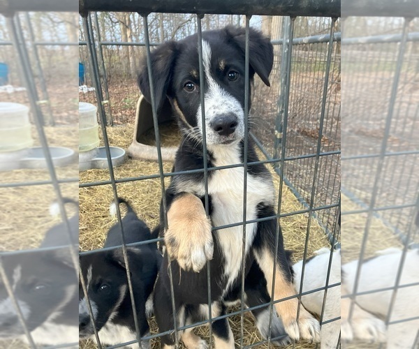 Medium Photo #3  Breeder Profile in DEXTER, NY, USA