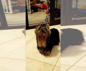 Yorkshire Terrier Dog Breeder near BEVERLY HILLS, FL, USA