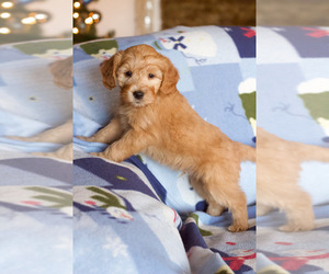 Goldendoodle Dog Breeder in MILWAUKEE,  USA