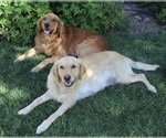 Small breeder photo