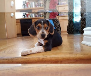 Beagle Dog Breeder near DENVER, CO, USA