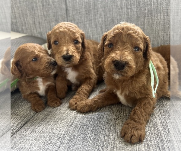 Medium Photo #1  Breeder Profile in SPRING HILL, FL, USA