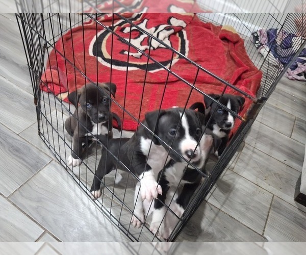 Medium Photo #4  Breeder Profile in BAKERSFIELD, CA, USA