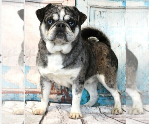 Medium Photo #16  Breeder Profile in SALINA, KS, USA