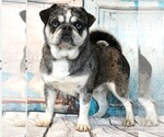 Small #15 Breeder Profile image