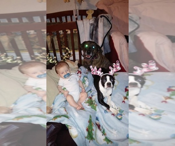 Medium Photo #8  Breeder Profile in BUCHANAN, VA, USA