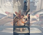 Small #58 Breeder Profile image