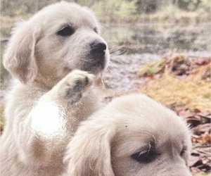 English Cream Golden Retriever Dog Breeder near MONROE, OR, USA