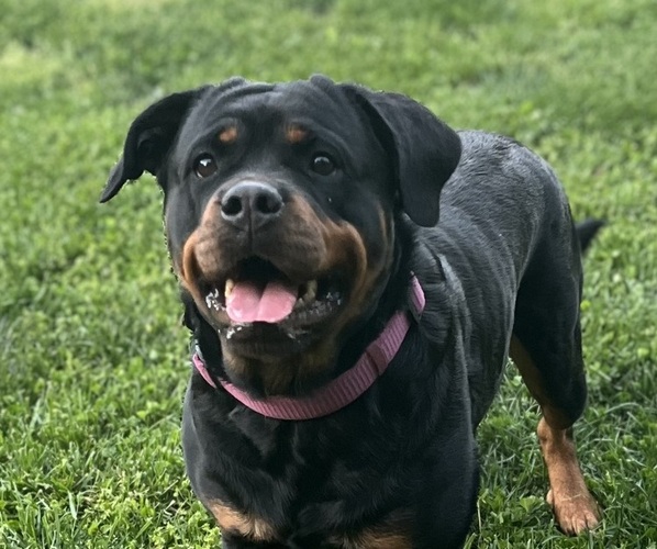 Medium Photo #1  Breeder Profile in ARARAT, NC, USA