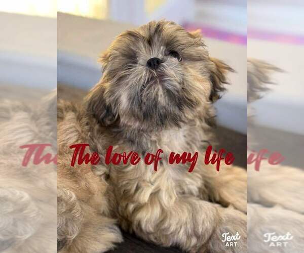 Medium Photo #20  Breeder Profile in SANDOWN, NH, USA