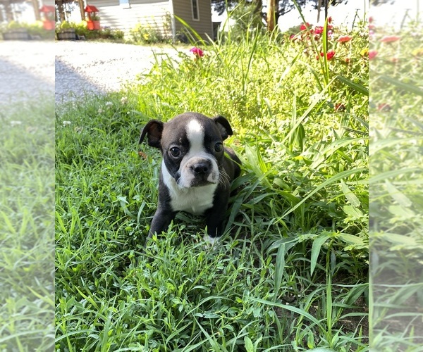Medium Photo #8  Breeder Profile in FREDONIA, KS, USA