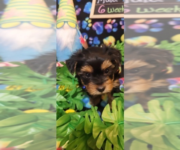 Medium Photo #208  Breeder Profile in AKRON, OH, USA