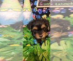 Small #207 Breeder Profile image