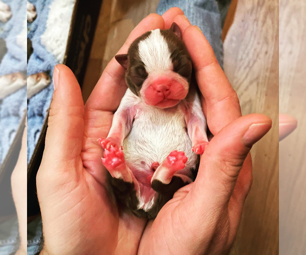Medium Photo #1  Breeder Profile in TULARE, CA, USA