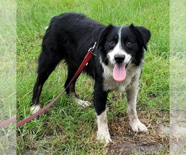Medium Photo #85  Breeder Profile in HOMERVILLE, GA, USA