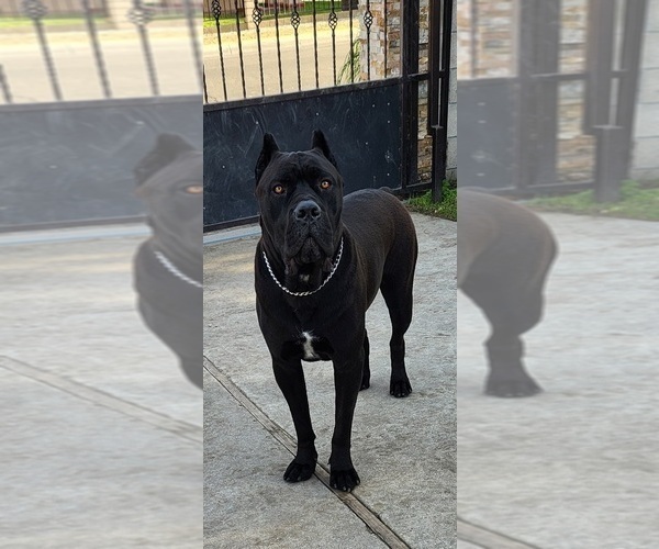 Medium Photo #4  Breeder Profile in LA PUENTE, CA, USA